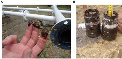 Potential Role of Dissolved Oxygen and Manganese Concentration on the Development of Biofilms Causing Reduction in Hydraulic Capacity of a Gravity-Fed Irrigation System